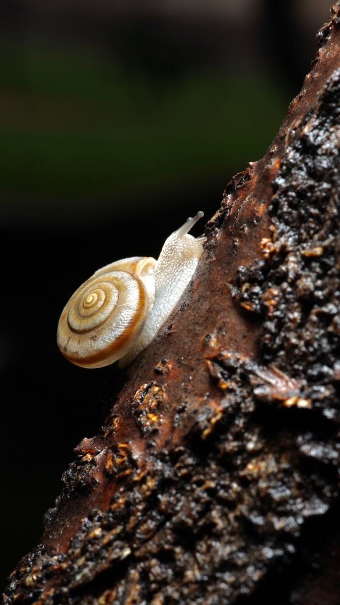 夏天雨后小蜗牛