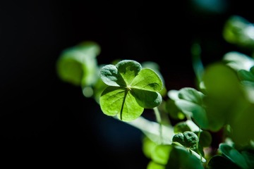 DSC_2184.jpg