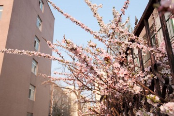 还是花