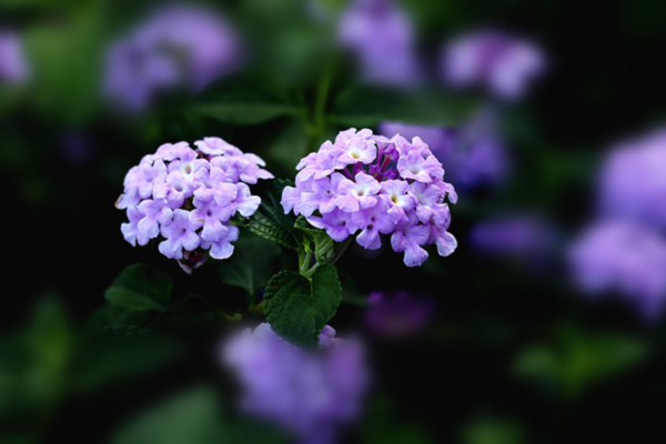夏日蔓马缨丹花又开 独品可人