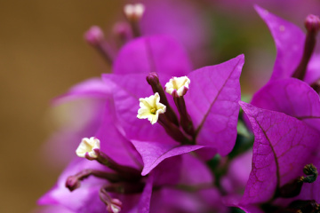 花心发现花世界