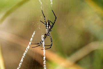 「 昏睡红茶摄影小组 」