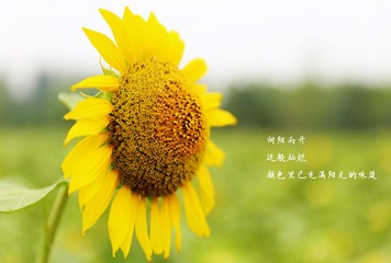 向日葵.jpg