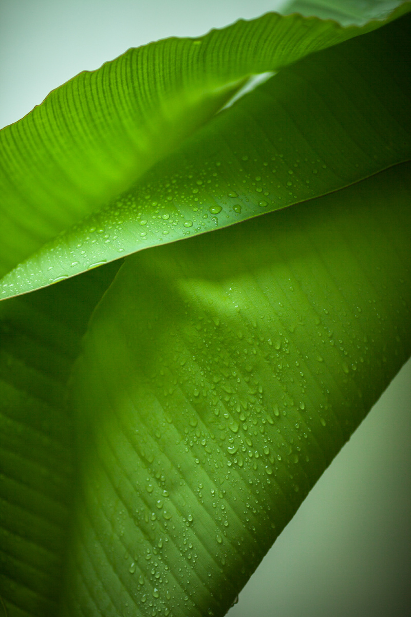 雨中的蕉叶