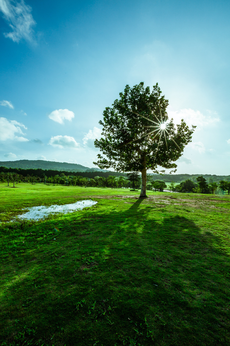 一棵树 - 金陵咏哥 - 图虫