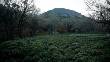 茶园2