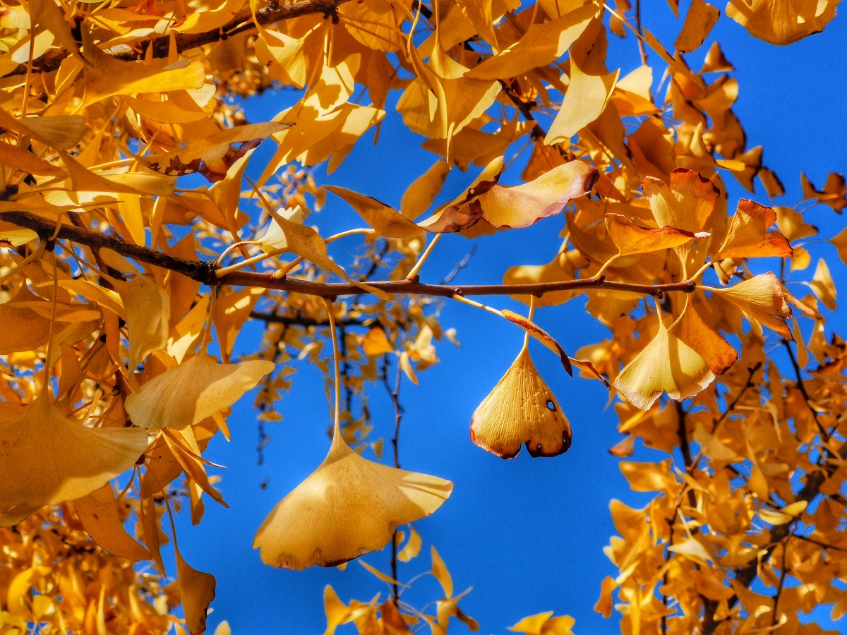 银杏叶……那是深秋初冬的美景