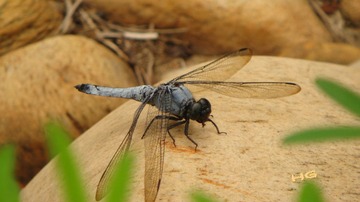 DSC03484_conew1.jpg
