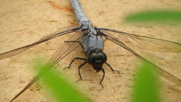 DSC03485_conew1.jpg