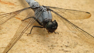 DSC03487_conew1.jpg