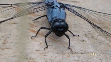 DSC03489_conew1.jpg