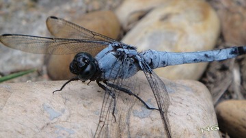 DSC03490_conew1.jpg