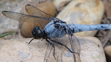 DSC03491_conew1.jpg