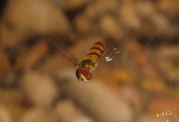 DSC00091_conew1.jpg