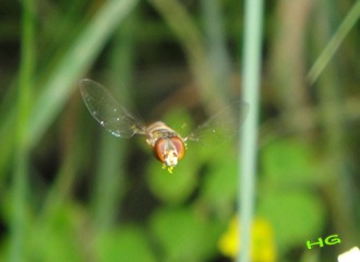 DSC00254_conew1.jpg