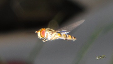 DSC00258_conew1.jpg