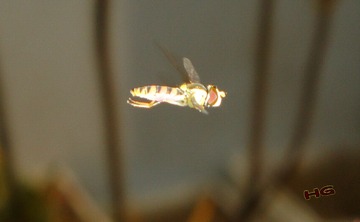 DSC09420_conew2.jpg