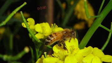 DSC08736_conew1.jpg