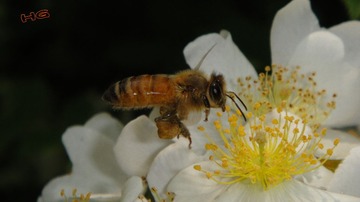 DSC09397_conew1.jpg