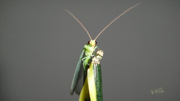 DSC09463_conew1.jpg