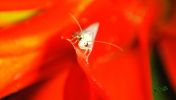 DSC09437_conew1.jpg