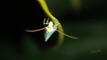 DSC09445_conew1.jpg