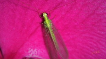 DSC09452_conew1.jpg