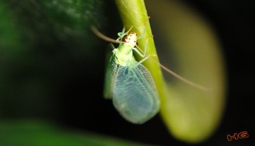 DSC09456_conew2.jpg