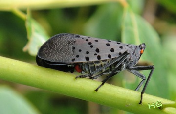DSC03161_conew1.jpg