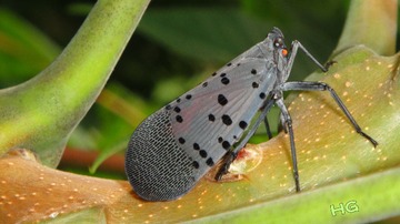 DSC03163_conew1.jpg