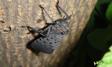 DSC03164_conew1.jpg