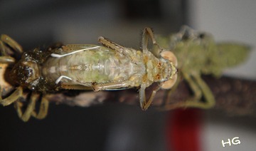 DSC01611_conew2.jpg