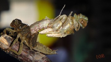 DSC01612_conew2.jpg