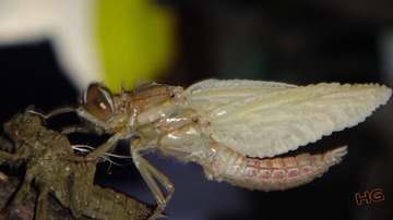 DSC01615_conew2.jpg