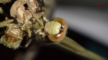 DSC01635_conew3.jpg