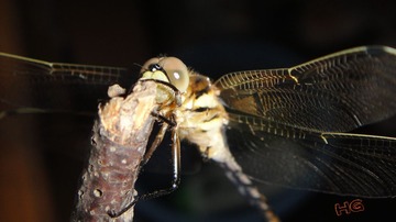 DSC01605_conew1.JPG