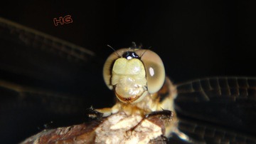 DSC01627_conew2.jpg