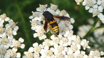 DSC01485_conew1.jpg