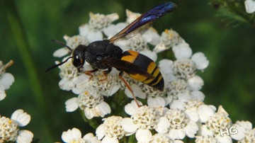 DSC01486_conew1.jpg