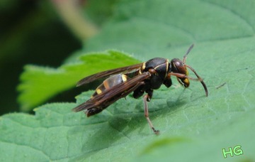 DSC03159_conew1.jpg