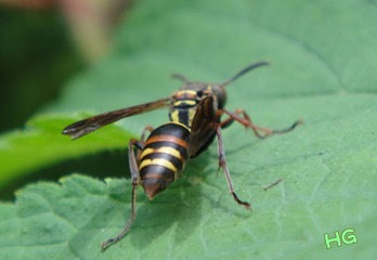 DSC03160_conew1.jpg