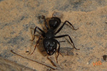 DSC03156_conew1.jpg