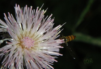 DSC00256_conew1.JPG