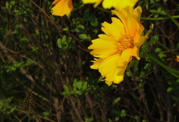 DSC00402_conew2.jpg