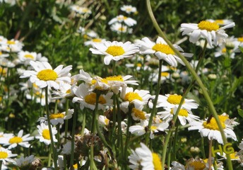 DSC02363_conew1.jpg