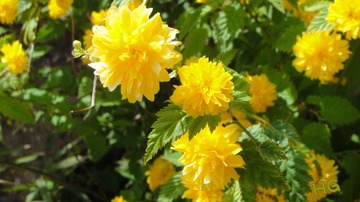 DSC02372_conew1.jpg