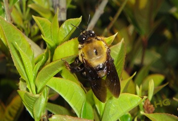 DSC08144_conew1.jpg
