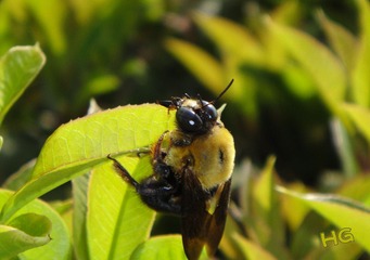 DSC08145_conew1.jpg