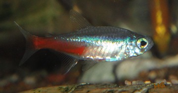 DSC06865_conew2.jpg