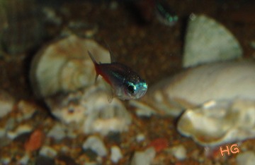 DSC03183_conew1.jpg